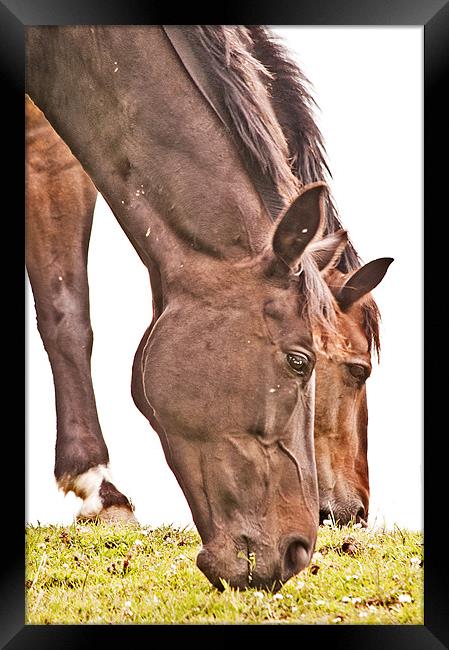 Out to Pasture Framed Print by Dawn Cox