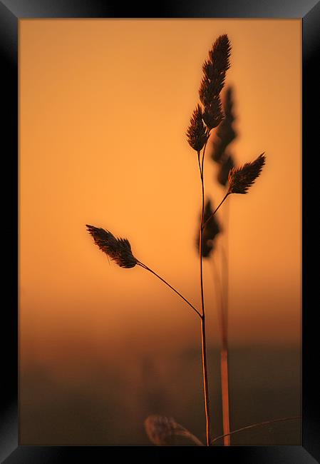 Wild Grass at Sunset Framed Print by Dawn Cox
