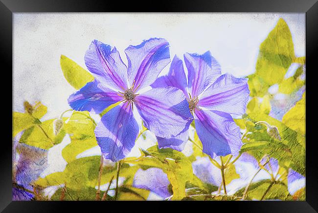 Purple Clematis Framed Print by Dawn Cox