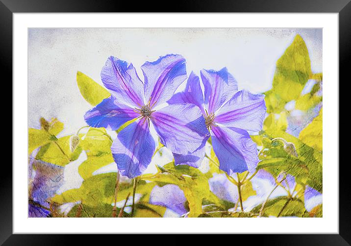 Purple Clematis Framed Mounted Print by Dawn Cox
