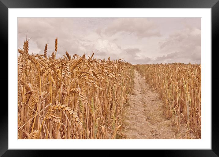 Field of Gold Framed Mounted Print by Dawn Cox