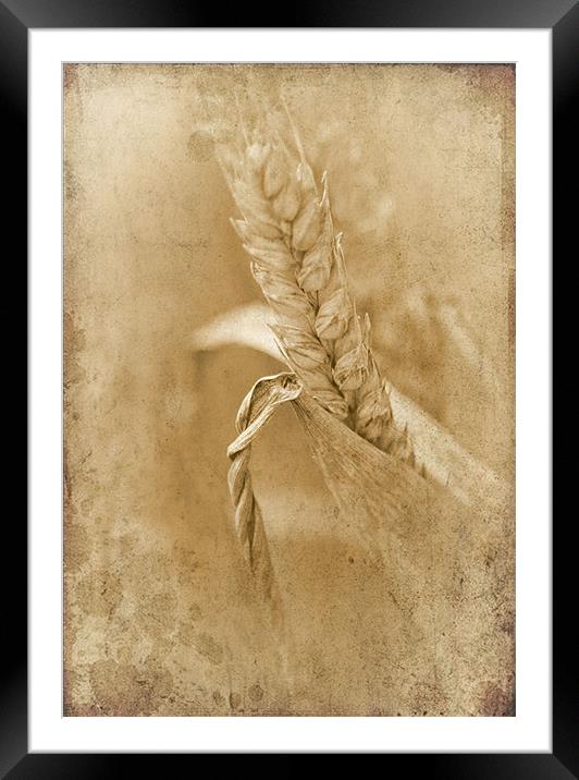 Golden Brown Framed Mounted Print by Dawn Cox