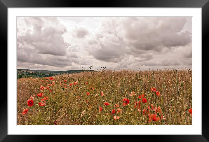 Poppies in Wheat Field Framed Mounted Print by Dawn Cox