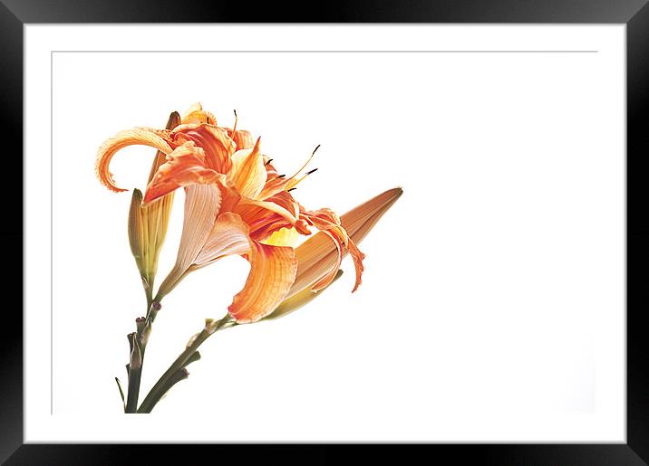 Orange Lily Framed Mounted Print by Dawn Cox