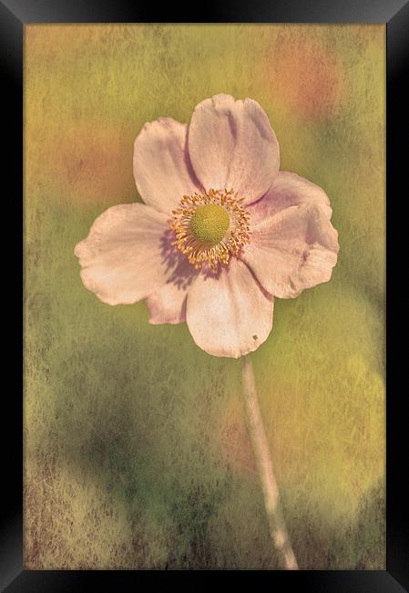 Pink flower Framed Print by Dawn Cox