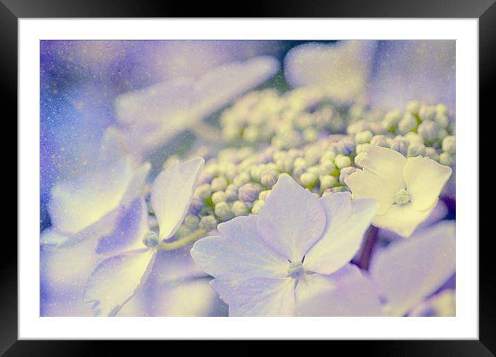 Hortensia Framed Mounted Print by Dawn Cox