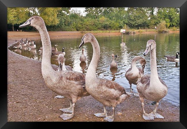 Swans in a Row Framed Print by Dawn Cox