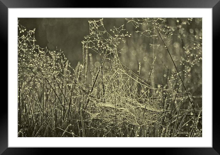 Water droplets on Cobwebs Framed Mounted Print by Dawn Cox
