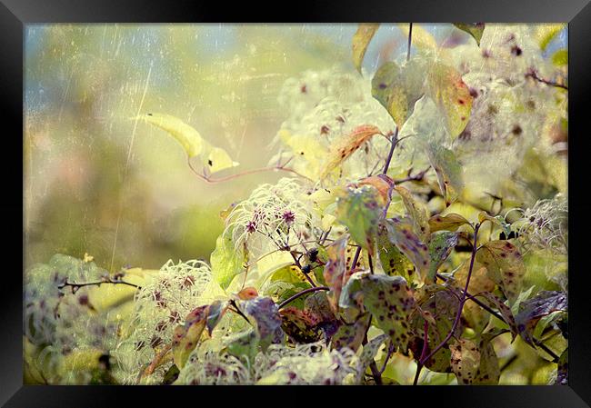 Wild Clematis Framed Print by Dawn Cox