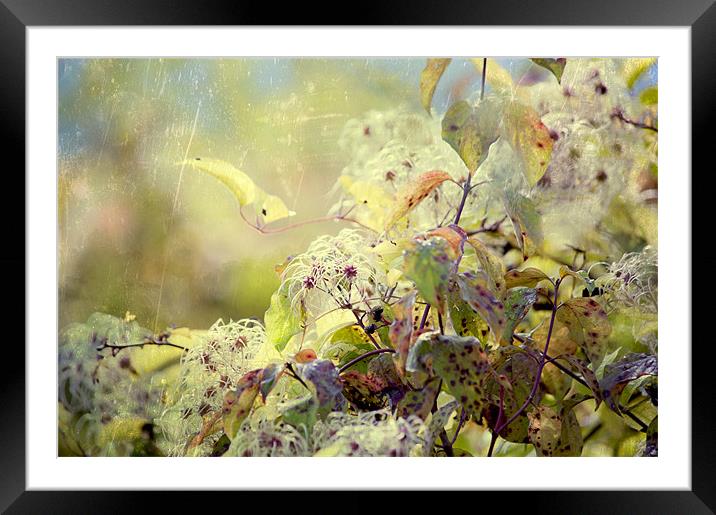 Wild Clematis Framed Mounted Print by Dawn Cox