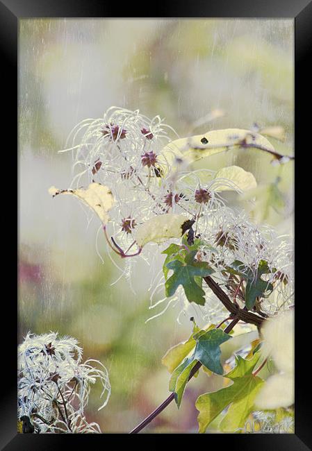 Wild Clematis Framed Print by Dawn Cox