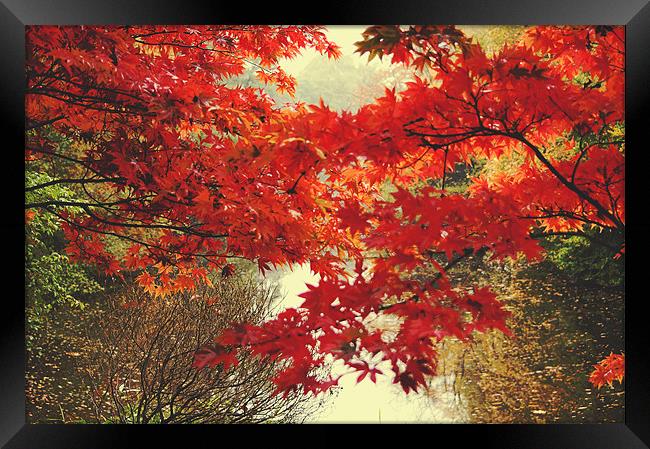 Autumn over the Lake Framed Print by Dawn Cox