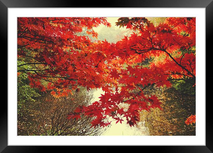 Autumn over the Lake Framed Mounted Print by Dawn Cox