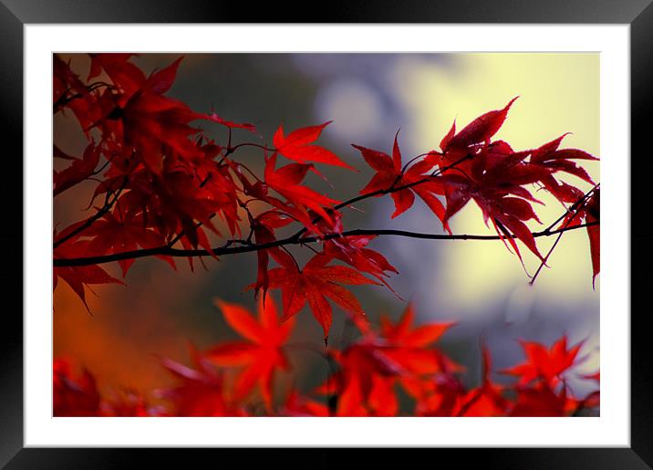 Vibrant Autumn Leaves Framed Mounted Print by Dawn Cox