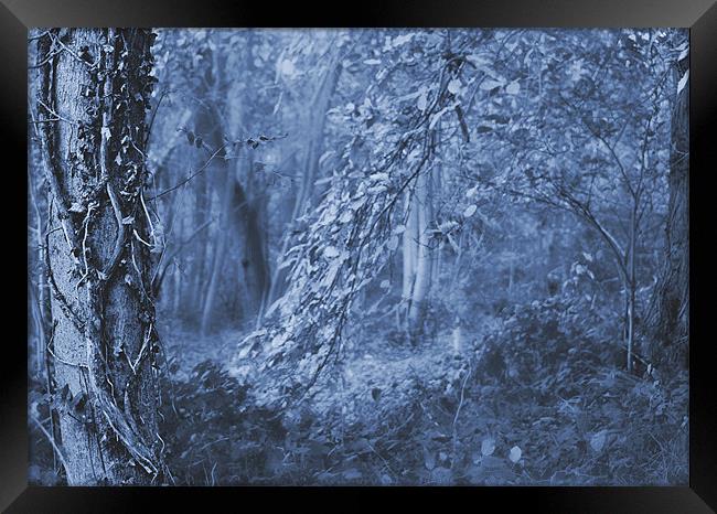 Mystic Woods Framed Print by Dawn Cox