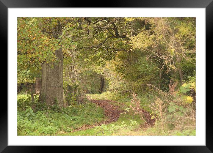 Woodland Pathway Framed Mounted Print by Dawn Cox