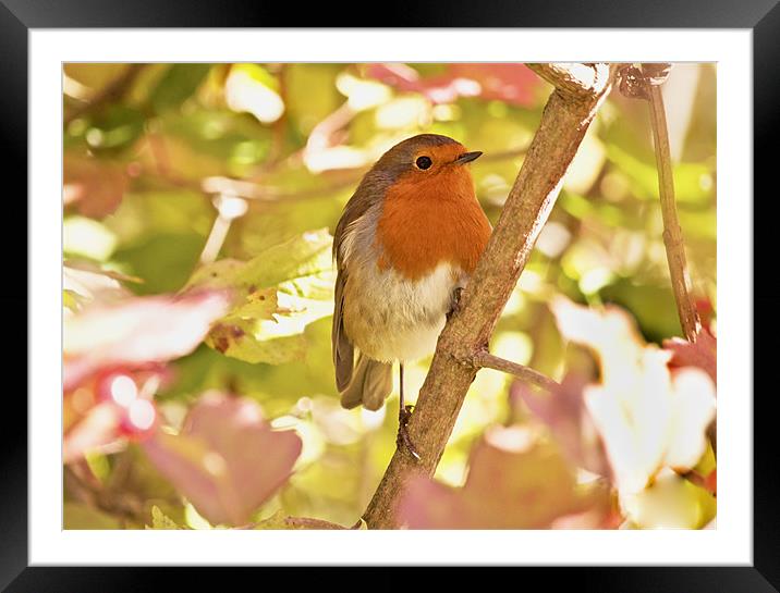Robin waiting for a snack Framed Mounted Print by Dawn Cox