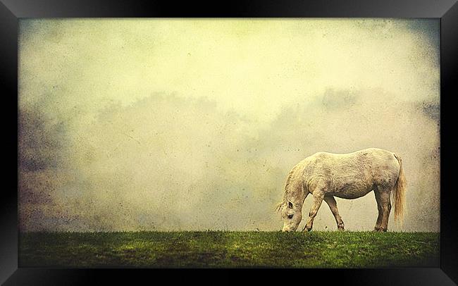 Grazing Horse Framed Print by Dawn Cox
