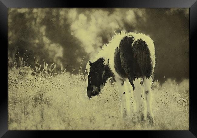 Grazing Foal Framed Print by Dawn Cox