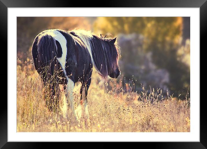 Horse in Meadow Framed Mounted Print by Dawn Cox
