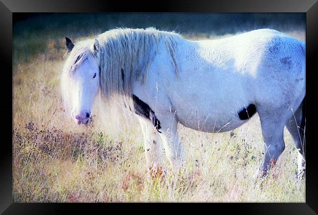 Enchanting Horse Framed Print by Dawn Cox