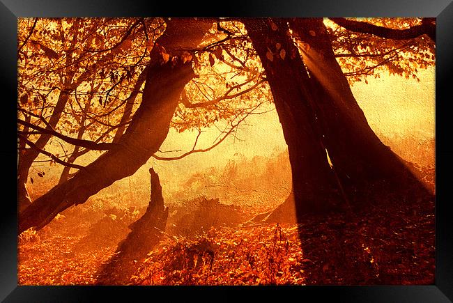 Orange autumn sunlight Framed Print by Dawn Cox