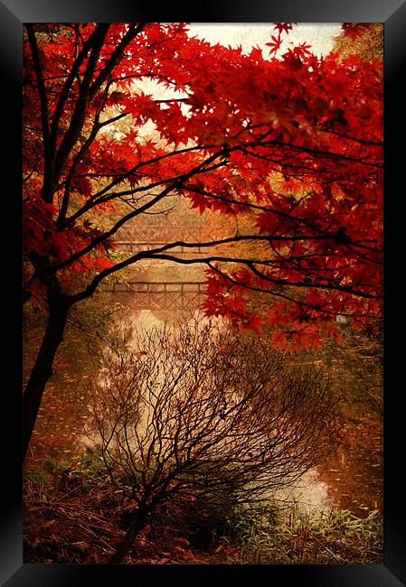 Reflections of Autumn Framed Print by Dawn Cox