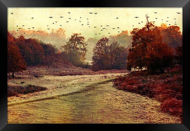 Autumn walk Framed Print by Dawn Cox