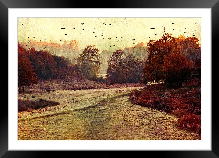 Autumn walk Framed Mounted Print by Dawn Cox