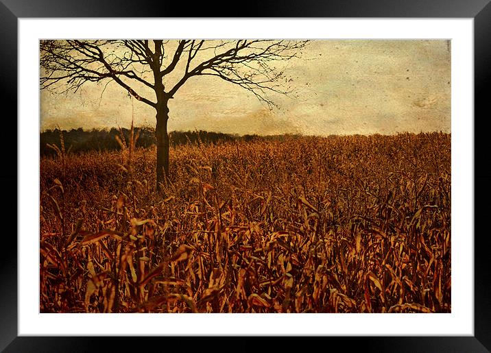 Corn field in Autumn Framed Mounted Print by Dawn Cox