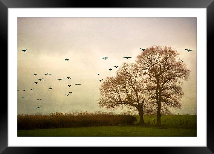 Where the Crows Fly Framed Mounted Print by Dawn Cox