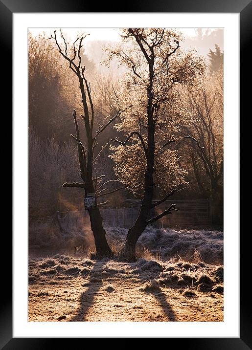 Early Morning Framed Mounted Print by Dawn Cox