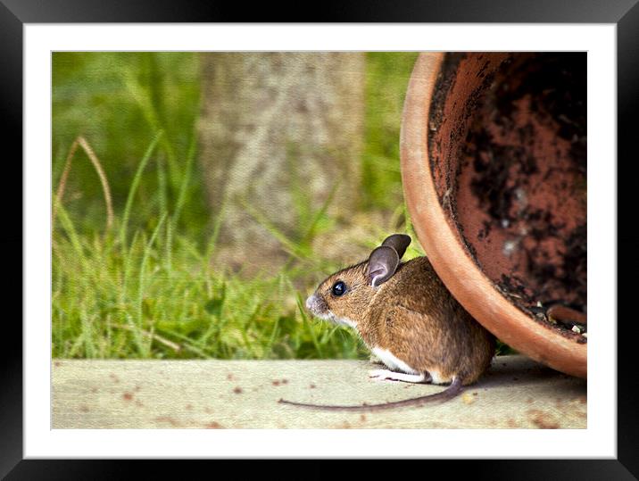 Friendly Woodmouse Framed Mounted Print by Dawn Cox