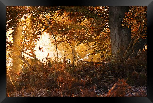 Sunlight through the trees Framed Print by Dawn Cox