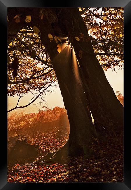 Slanting light through the Tree Framed Print by Dawn Cox