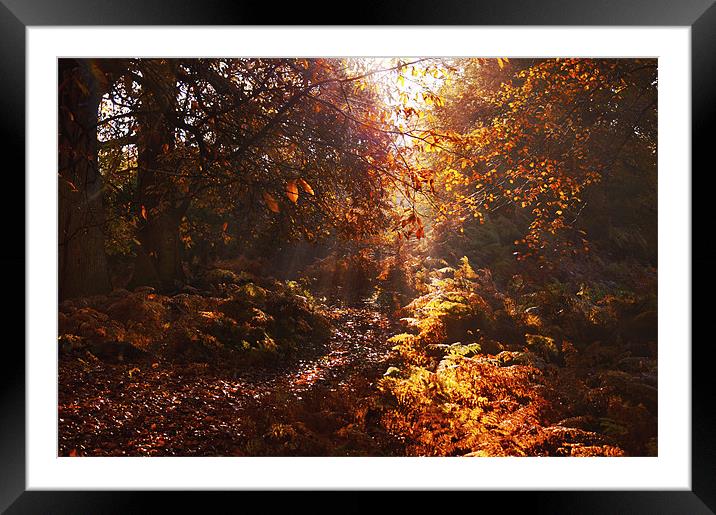Autumn walk in the Woods Framed Mounted Print by Dawn Cox