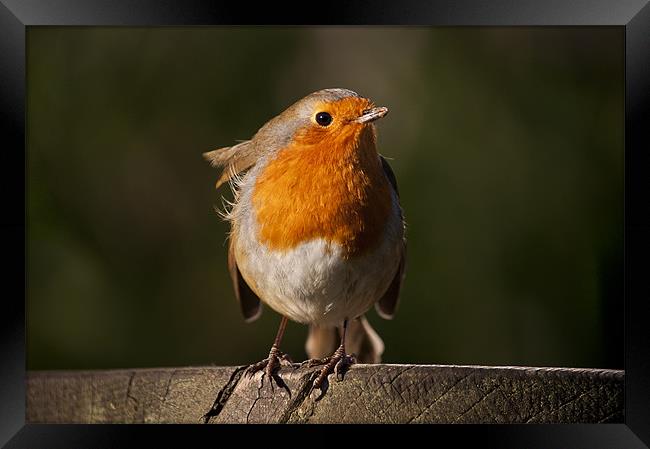 Robin Redbreast waiting for some titbit Framed Print by Dawn Cox
