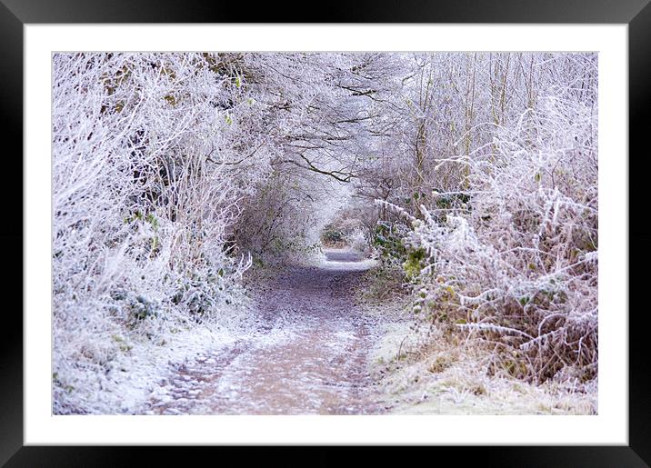 The Lane to Narnia Framed Mounted Print by Dawn Cox