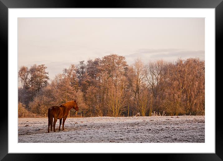 December morning Framed Mounted Print by Dawn Cox