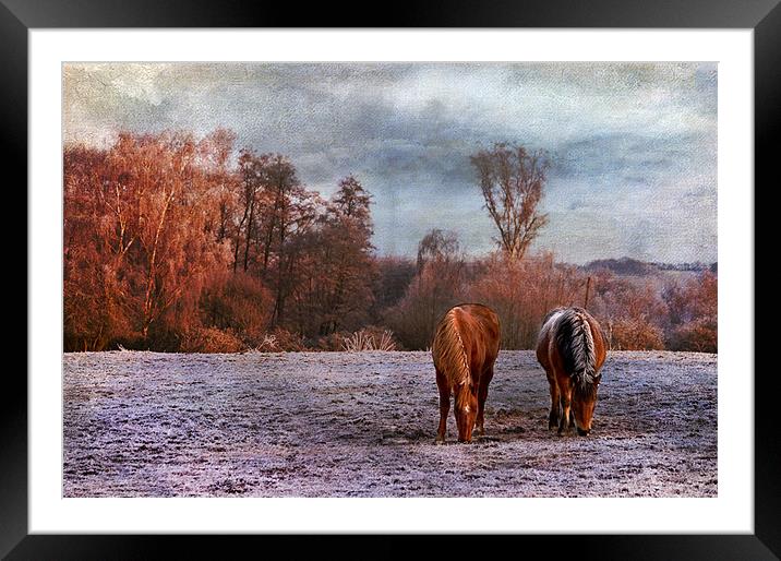 Grazing side by side Framed Mounted Print by Dawn Cox