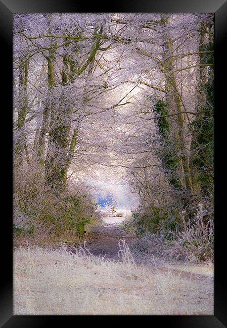 A Frosty Canopy Framed Print by Dawn Cox