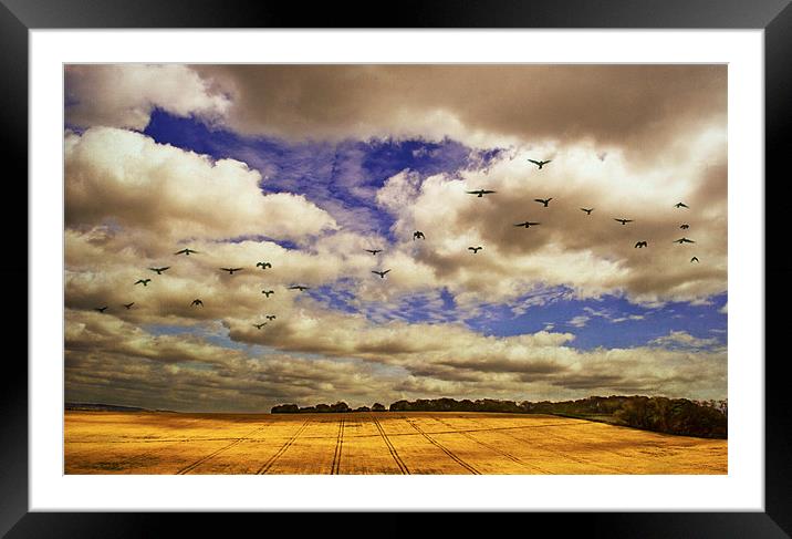 Flying over golden fields Framed Mounted Print by Dawn Cox