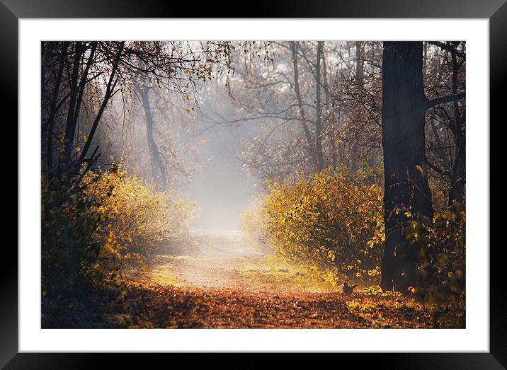 Morning has broken Framed Mounted Print by Dawn Cox