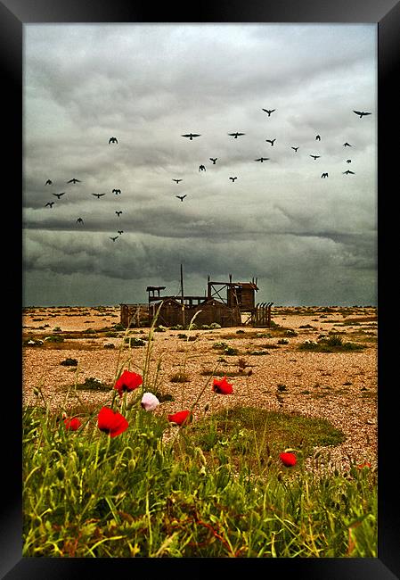 Dungeness Framed Print by Dawn Cox