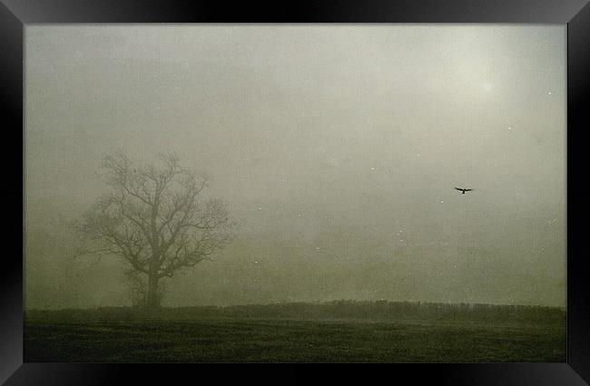 Flying solo Framed Print by Dawn Cox