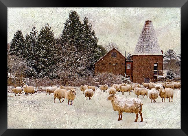 Too cold even for sheep Framed Print by Dawn Cox