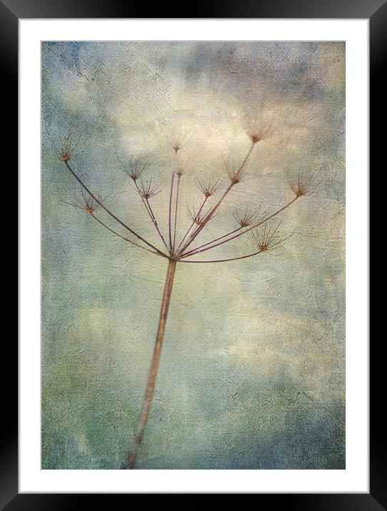 carried on the wind Framed Mounted Print by Dawn Cox