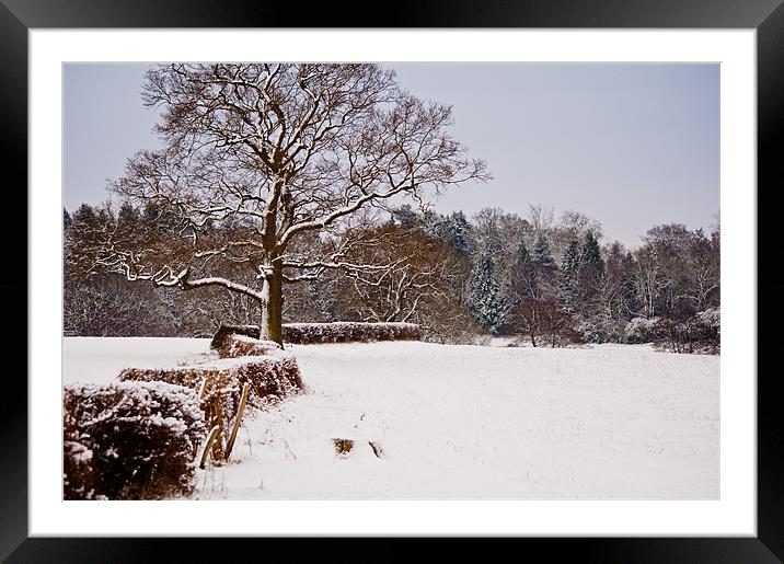 Snow covered Kent countryside Framed Mounted Print by Dawn Cox