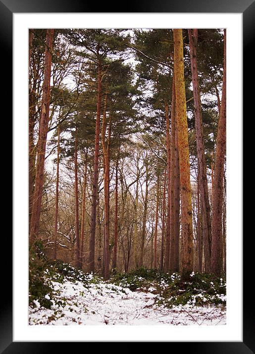 Reach for the sky - pine trees, kent Framed Mounted Print by Dawn Cox