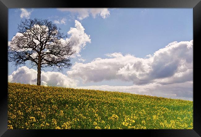 Lone tree in field of gold Framed Print by Dawn Cox